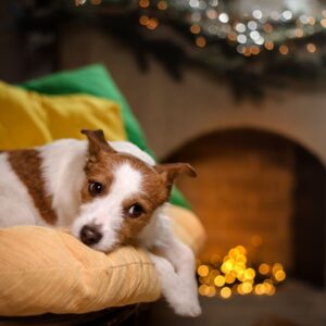 a brown and white dog on a couch by a fireplace that's decorated for Christmas